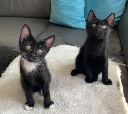 Kitten Kätzchen Junge Waldkatze