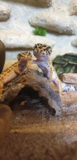 Terrarium inkl. zwei Leopardgeckos und diverses Zubehör
