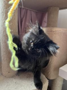 2 Baby BKH-Mix Kitten bereit für Abgabe