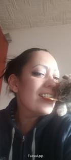 Bkh kitten reinrassig