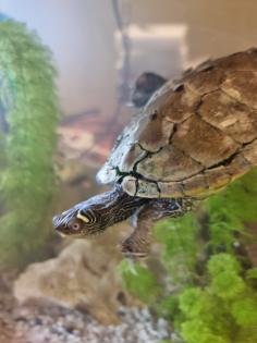 Mississippi Höckerschildkröte - männlich - mit Zuhause Kostenlos abzugeben