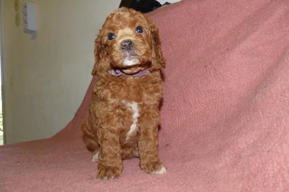 3 süße Kleinpudel Hündinnen Pudel in Brindle Black and Tan Fawn mit Weiß