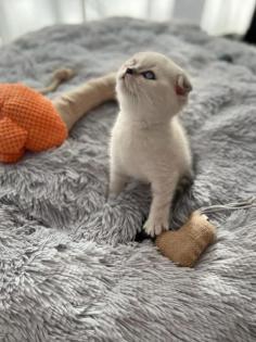 Scottish fold Kitten