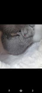 Bkh kittchen ab 12 Woche Abgabe bereit