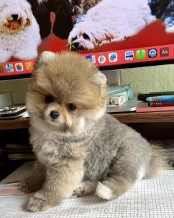 Pomeranian Toy Spitz Hündin 12 Wochen alt