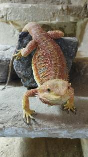 Bartagame Mädels vielleicht auch für Züchter