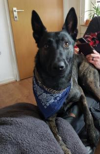 X Herder Hündin sucht perfektes zu Hause