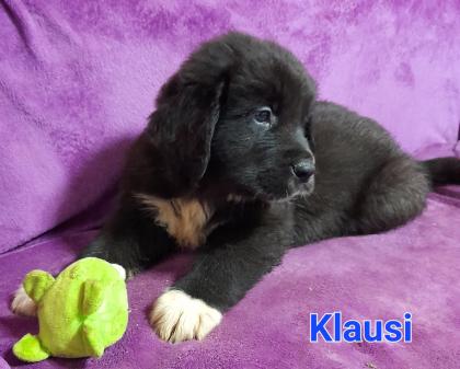 Bernhardiner Mix Hunde