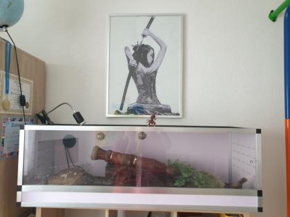 Königspython mit Terrarium