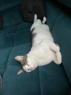 Kater freigänger sucht neues zu Hause