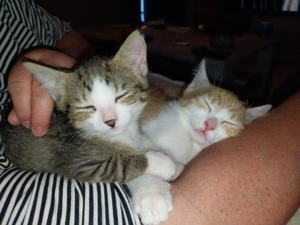 EKH Jungkatzen Ich suche ein liebevolles Zuhause für meine zwei super süßen verschmusten Katzen.