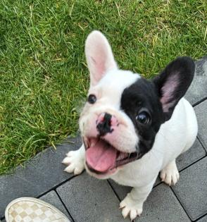Französische Bulldoggen