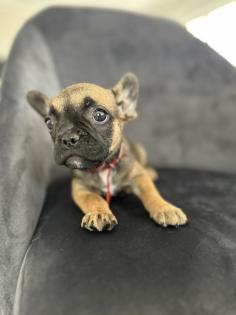 Frei Atmende Französische Bulldogge Welpen