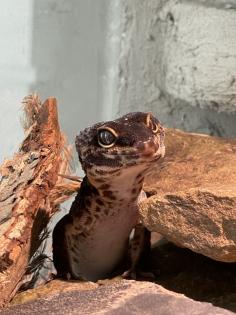 Leopardgecko Black Night w 4. 5 Jahre