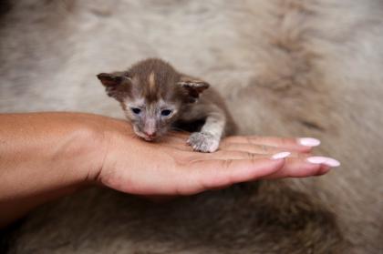 Ein bunter Haufen Orientalischer Kurzhaar Kitten von der zauberhaften Olivia chocolate Tricolour