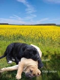 Mischlingswelpen Cane Corso Labrador Dogge