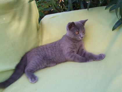 Süße kleine Kätzchen / Kitten / Katzenbabys