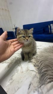 Liebevoller BKH-Kater 10 Wochen alt geimpft stubenrein