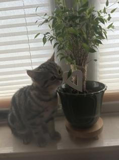Zwei wunderschöne BKH Kitten Katzen