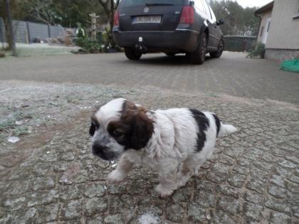 Cocker Spaniel Mixwelpe