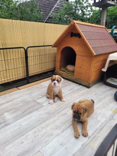 Wunderschöne Hundewelpen in Familienbande