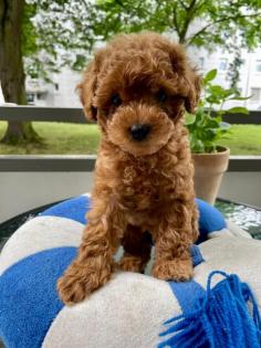 Zauberhafter Toypudel Welpenrüde zu vergeben