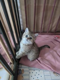 Reinrassige BKH Kitten