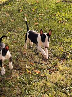 Miniatur Bullterrier