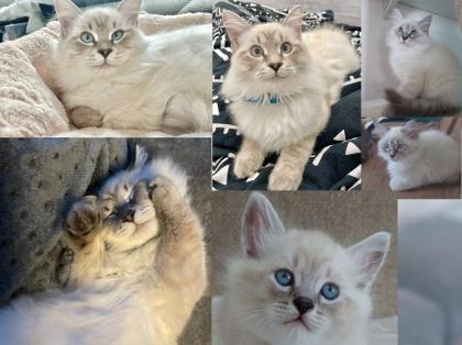 Neva Masquarade Deckkater