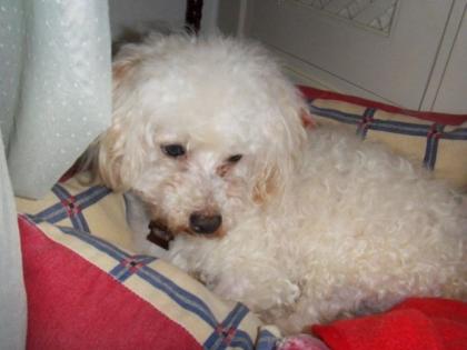 Willy- der kline blinde Bichon Fris Rüde wurde als Versuchstier in einer Tierkl