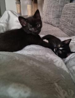 Katzenbaby 12 Wochen alt