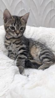 Katzenbabys Kitten Glückskatzen