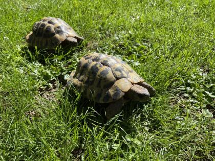 Zwei männliche griechische Landschildkröten abzugeben
