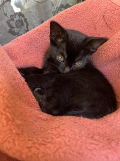 Mischling Katzen Kitten