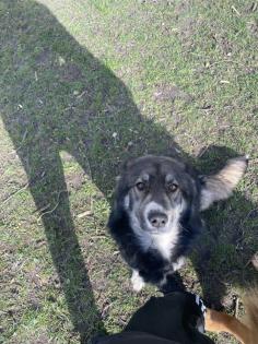 Schäferhund Mix Welpen zu verkaufen