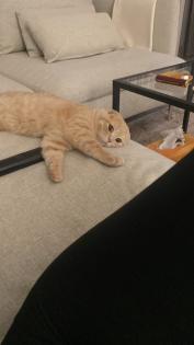 BKH Mischling Kater 2 Jahre