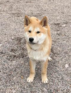Tamiko - Shiba Inu-Mischling - lieb verspielt