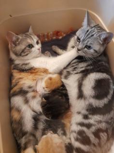 Zauberhafter kleiner BKH Kater mit Ahnentafel geimpft entwurmt gechipt kastriert aus HCM PKD