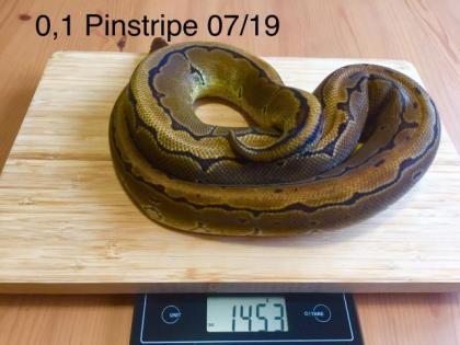 Königspythons zu verkaufen