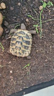 Griechische Landschildkröte