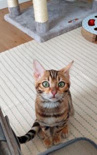 2 junge Bengal Mädchen suchen ein liebevolles zuhause