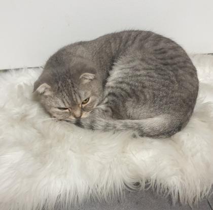 Scottish fold kitten