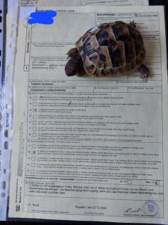 Zwei Griechische Landschildkröten thb