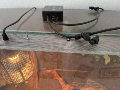 2 Kornnattern Hochwertiges Terrarium zu verkaufen