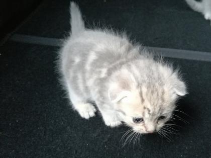 British Kurzhaar Kitten Blue Golden Tabby