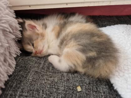 Reinrassige Maine Coon Kitten