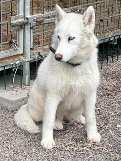 SnowWhite - ängstlich verträglich
