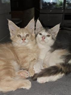 Maine Coon mit Stammbaum