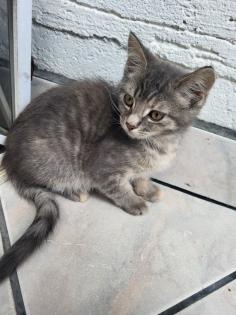 Bkh Mix Kitte Hunde gewöhnt