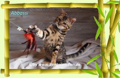 Bengal Kater Abbassi immer gut gelaunt fröhlich und lieb